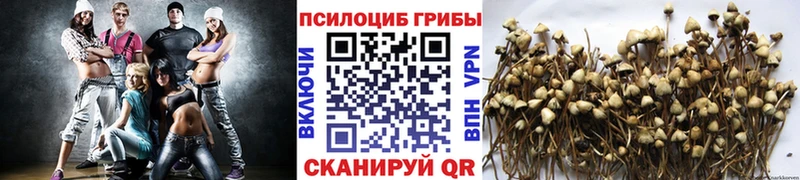дарнет шоп  Мурино  Псилоцибиновые грибы MAGIC MUSHROOMS 
